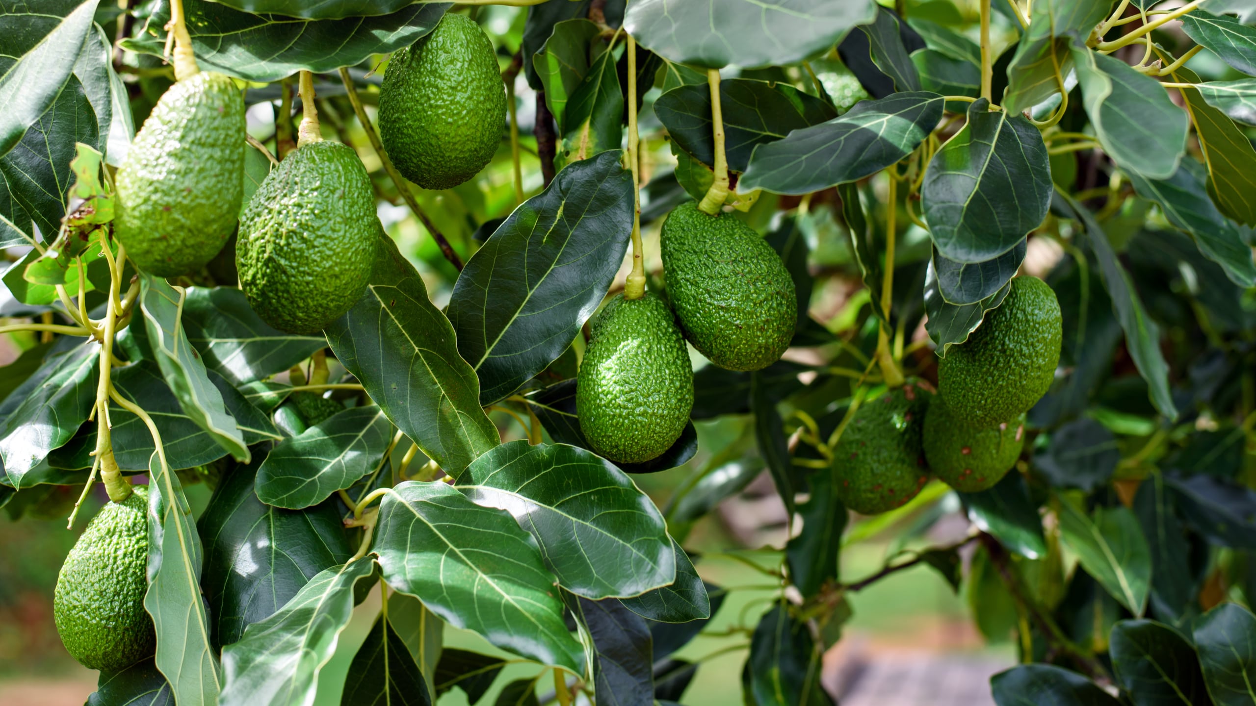 Palta Hass