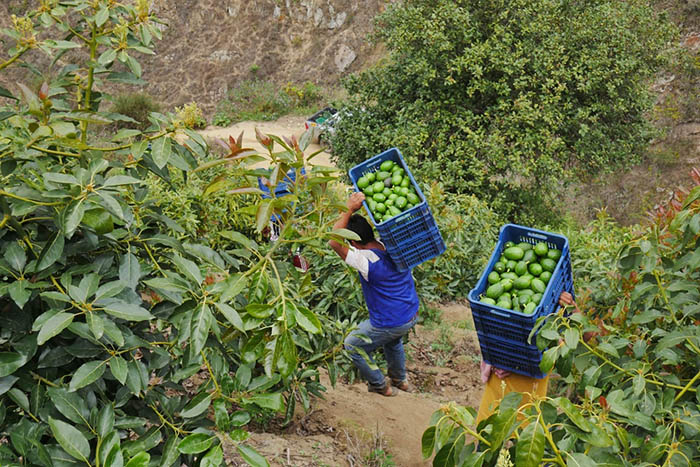 Agro Vallelindo - cosecha del valle
