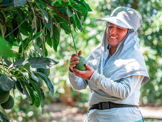 Cosecha de palta